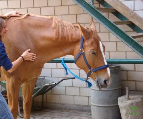 Shiatsu_Techniken_04