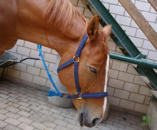 Shiatsu_Techniken_06