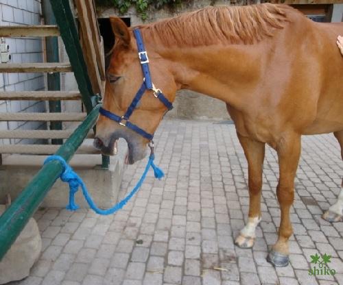 Shiatsu_Techniken_11