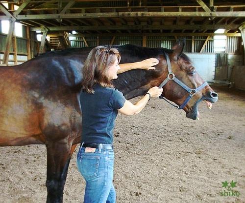 Shiatsu_Techniken_12