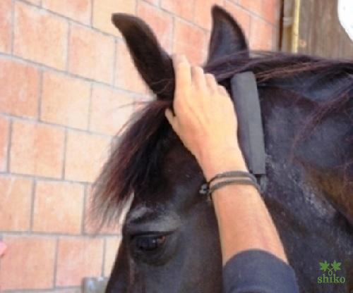 Shiatsu_Techniken_19