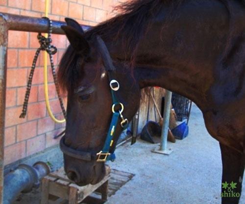 Shiatsu_Techniken_20